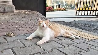 Fascinatingly beautiful and very cute Orange street cat.