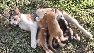 Mother cat punishes kittens by not breastfeeding them for fighting.