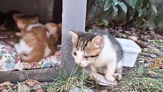 Little Gentle and Very Cute Kitties.