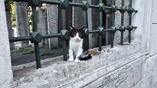 Tiny tuxedo kitten living alone in the old cemetery.