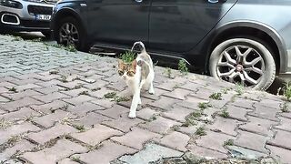 Cute pregnant cat living on the street.