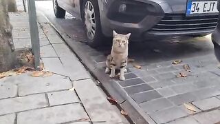 Pretty handsome male Street Cat.