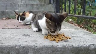 Cute Hungry Kittens.