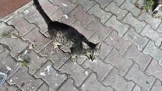 Cute tabby cat asks me for food.