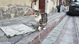 Poor cat has one of his legs cut off and lives on the street