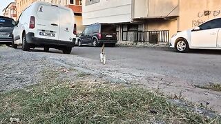 A Very hungry kitten approaches me and asks for food.