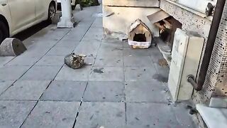 Hungry Kittens are eagerly waiting for their Mother to come home.