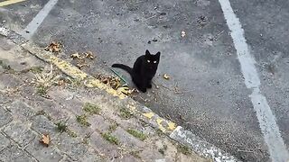 A Very friendly black stray cat with gorgeous yellow eyes.