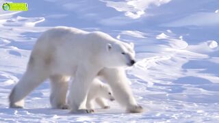 How Do Animals Survive in the Arctic- ????_❄️.