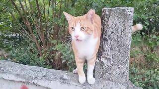 Very cute and very friendly orange Stray Cat.