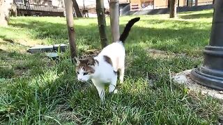 Two adorable homeless stray cats who want to be friends with me.