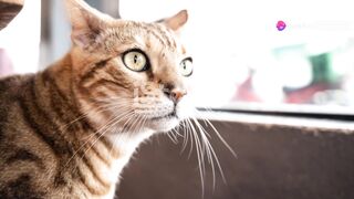 Training cats can be a fun and effective experience if some of the right techniques are followed. Here are some useful tips: