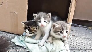 3 tiny kittens with extraordinary beauty.