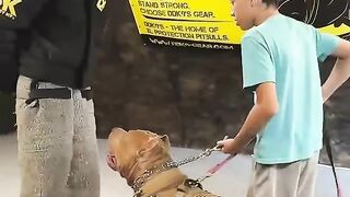 Pitbull learning to protect family incredibe timing #shorts #dog