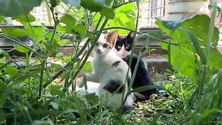 Cute kittens hiding in green grass.