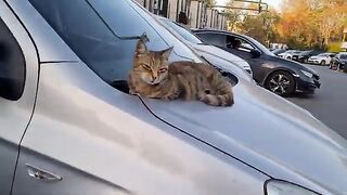 Very sweet and wonderfully patterned tabby cat.