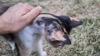 The cute cat is mothering all the orphaned kittens around.