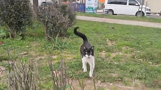 The cutest tuxedo cat I've ever seen.