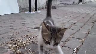 The mother cat and her kitten are so hungry that they meow wildly.