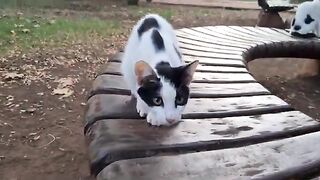 Cute kittens climbing on my lap because they are so hungry.