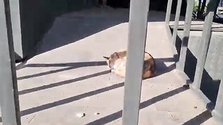 Cute stray cats sleep hungry because they can't find food.