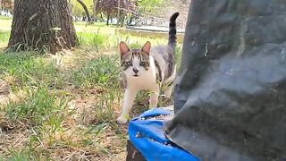 Dozens of friendly cats want to be friends with me.