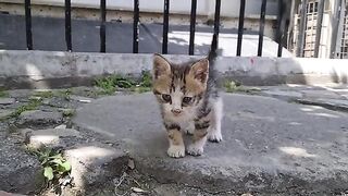 The little Kitten with a pink mouth is so cute you will admire it.