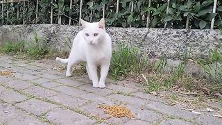 Angry white cat doesn't want to be tamed. She's always Wild.