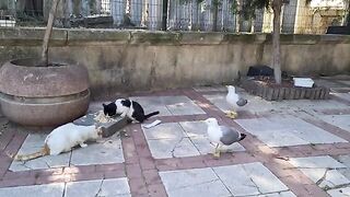 Seagulls want to steal the food from the cats.