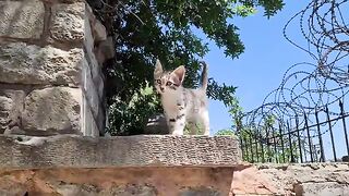 Little Kitten living alone in the cemetery asks people for Help.