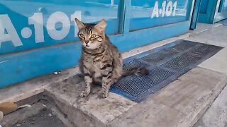 Homeless pregnant cat will give birth days later.