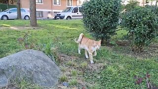 Orange street cat with a different tail structure.