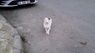 Hungry stray cats gather around me and ask me to give them food.