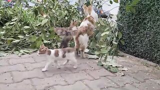 Crowded and very cute cat family.