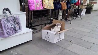 Sweet cat built himself a house out of cardboard boxes.