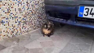 Mother cat leaves her kittens and wanders outside to find food