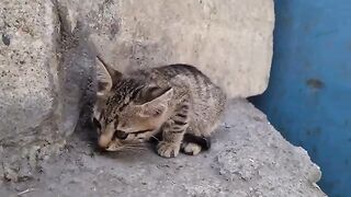 Tabby Kitten With Beautiful Eyes