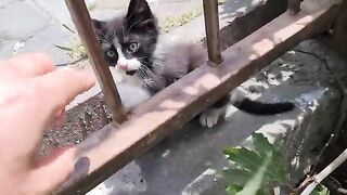 Very cute playful kittens living on the street.