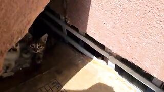 Kittens try to scare me by hissing.