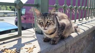 Very beautiful tabby cat with long hair.