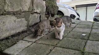 Curious and Playful Little Kittens.