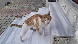 Poor hungry cat meows in a gentle voice and asks for food.