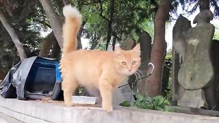 Little kitten is on his mother's lap, watching around.