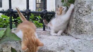 Cute little kittens having fun playing with each other.