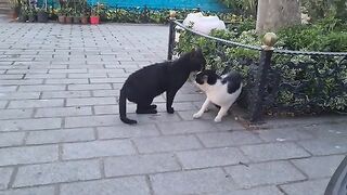 It is impossible to separate Cats Fighting Wildly.