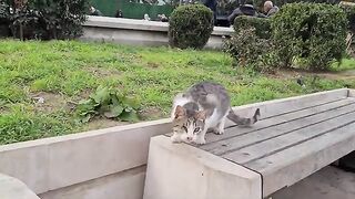 A timid street cat who is blind in one of her eyes.