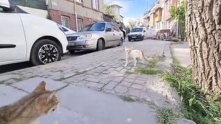 Angry Tailless Cat Attacks all cats that come near me.