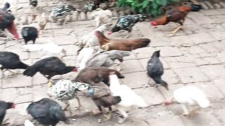 suasana ternak ayam kampung