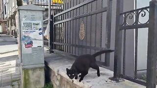 Hungry cats living on the streets.