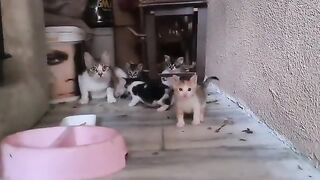 Wild Mother cat protects her Kittens and doesn't let anyone approach them.